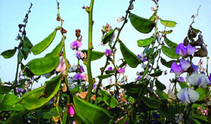 শীতের সবজি শিম